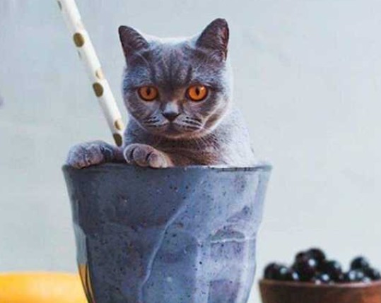 коты и еда стали произведением искусства: вкусный и смешной инстаграм (298)