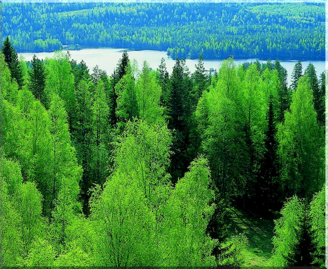леса россии