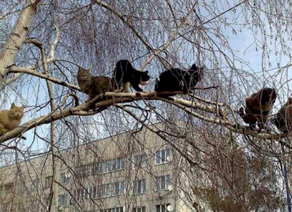 осень пришла, кошки собираются улетать на юг (17)