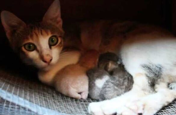 как принять роды у кошки