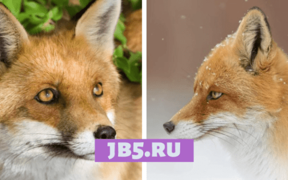 6 очаровательных видов лисиц и где они обитают (фото)