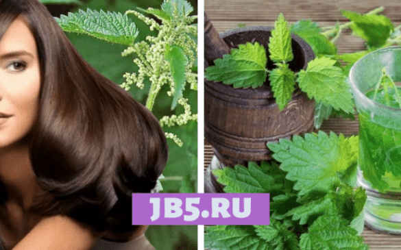 оздоровление и укрепление волос с помощью крапивы