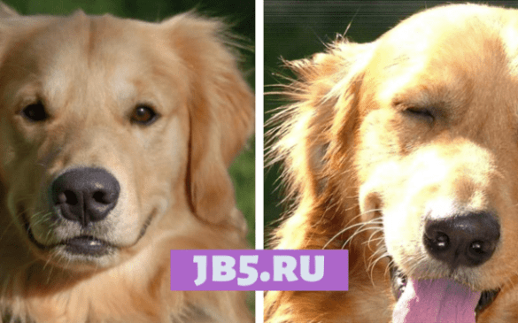 ретривер: описание породы, советы по воспитанию и дрессировке