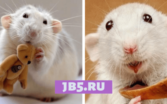 декоративные крысы в качестве домашнего животного